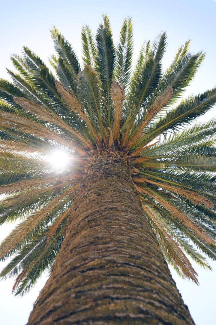 A palm tree with the sun shining through it.